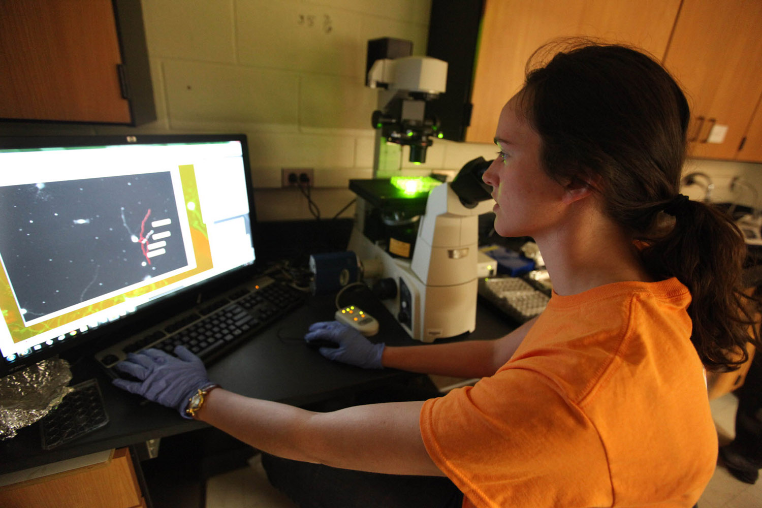 Laura Thiel at a microscope in Murray Blackmore's laboratory at Marquette University